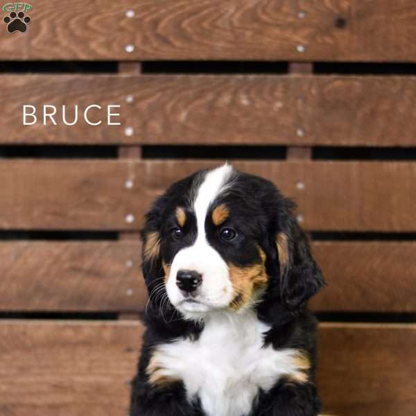 Bruce, Bernese Mountain Dog Puppy